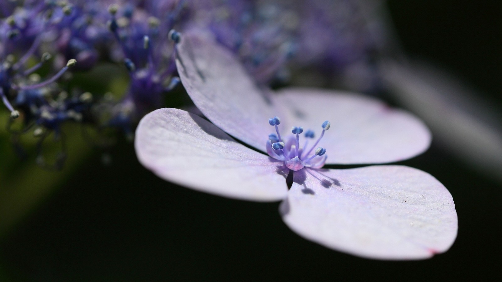 There is a close up of a flower with purple petals (petal, flower, blue, purple, plant)