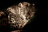 Closeup of a leopard in striking detail against a black background.