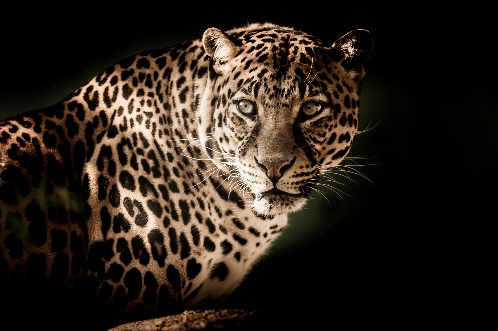 Mujer árabe mirando a la cámara en la oscuridad con un fondo negro (leopardo, gato montés, vida silvestre, fondo negro, primer plano)