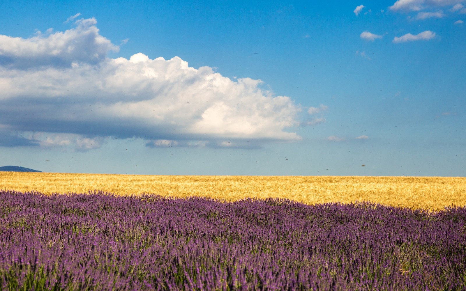 Lade wiese, lavendel, feld, prärie, grasland Hintergrund herunter