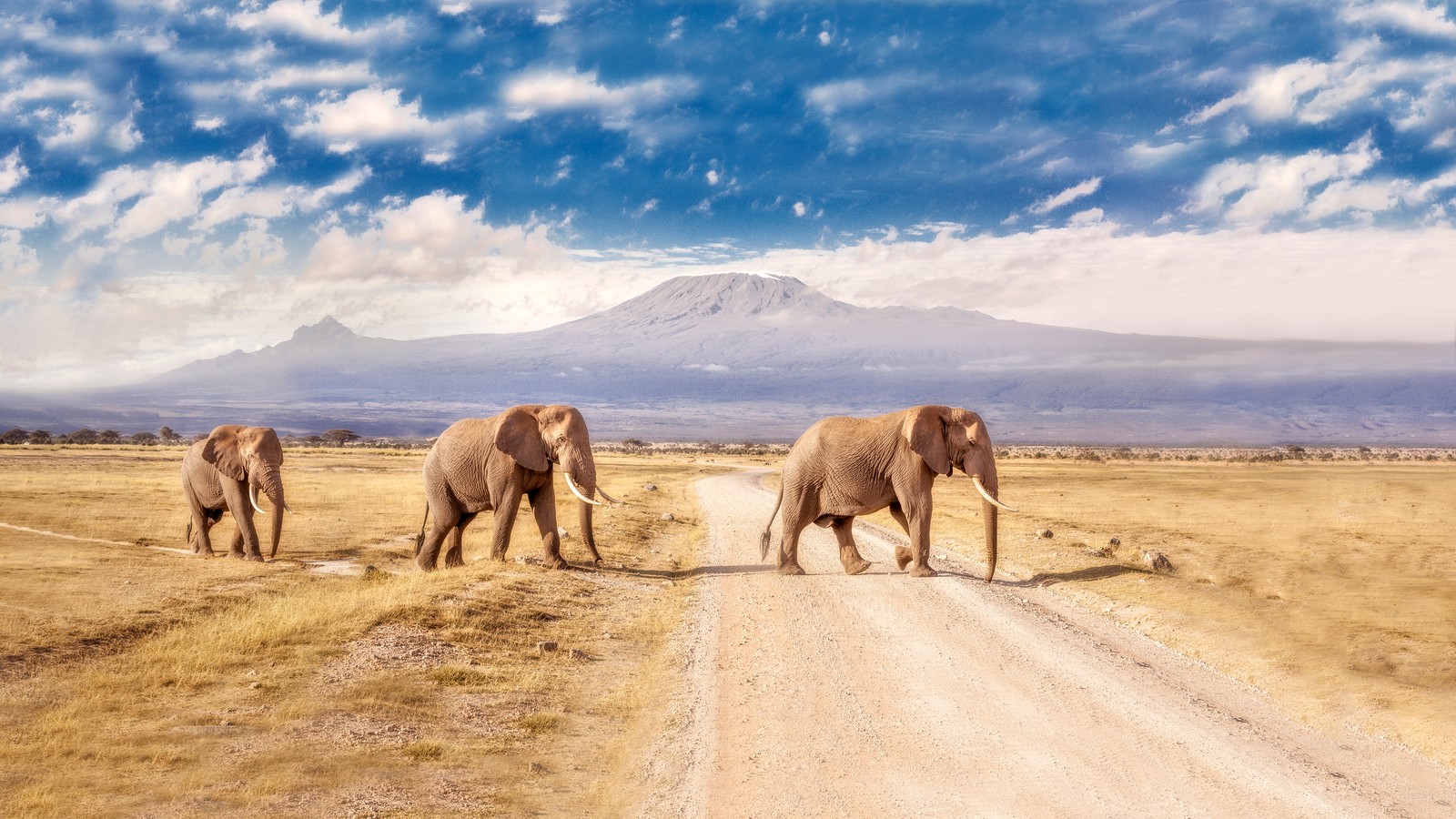 Há três elefantes caminhando por uma estrada de terra na natureza (parque nacional amboseli, parque nacional, elefante, fauna, elefantes e mamutes)