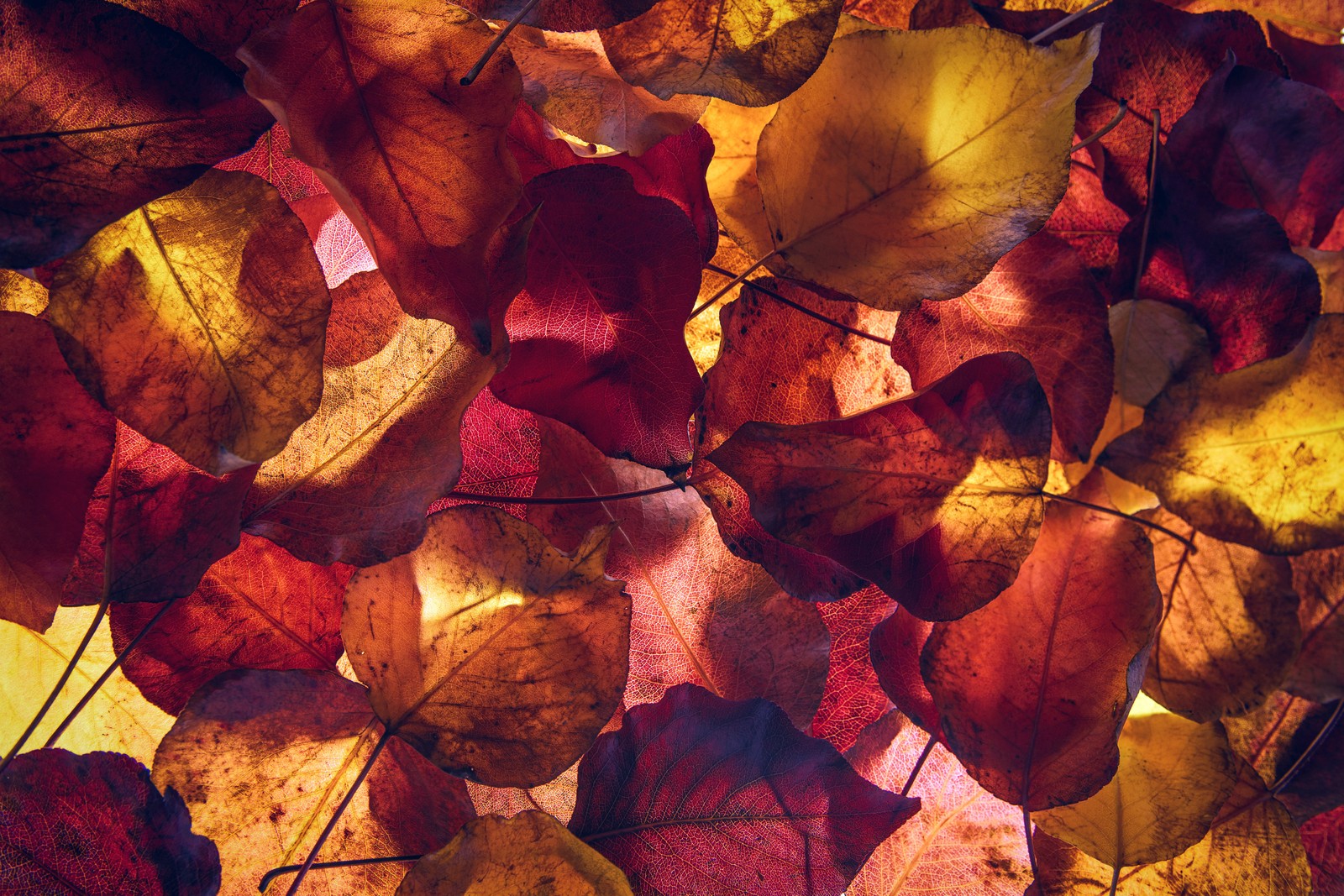 Descargar fondo de pantalla hojas de arce, temporada de otoño, follaje, yellow leaves, hojas caídas