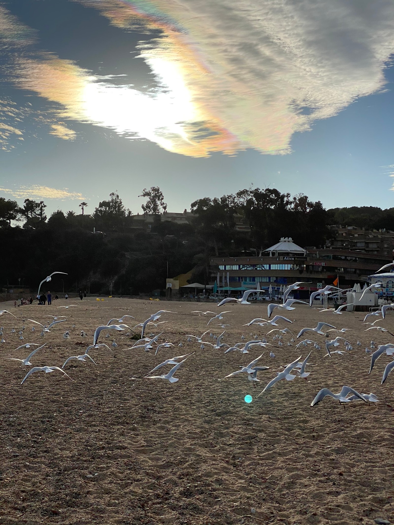 Giraffen fliegen über einen strand mit einem regenbogen am himmel (wasser, biologie, wissenschaft, wolke, boden)