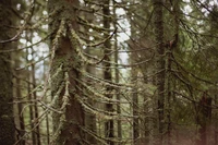 Troncs et branches couverts de mousse dans une forêt de conifères tempérée luxuriante.