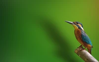 Lebhafter Eisvogel, der auf einem Ast vor einem üppig grünen Hintergrund sitzt