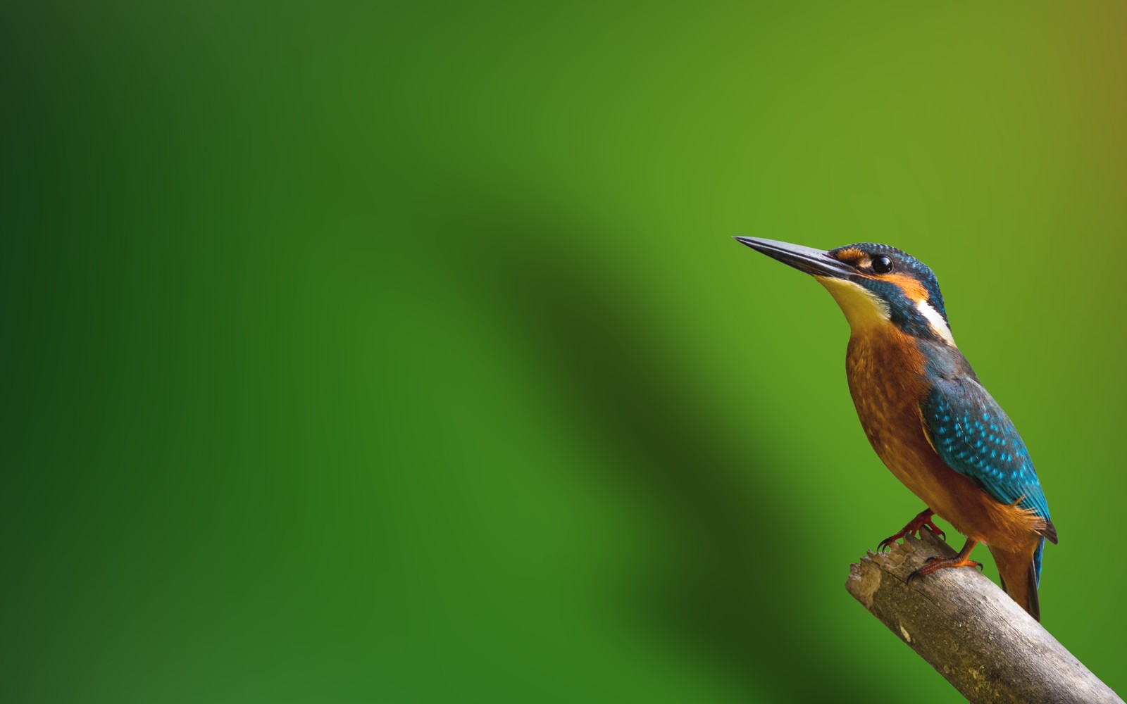 Araffe bird perched on a branch with a green background (kingfisher, branch, green background, animals, 4k wallpaper)