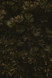 Midnight Pine Branches Against a Dark Sky