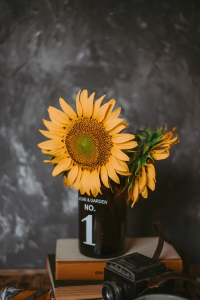 sunflower, flower, yellow, still life, plant