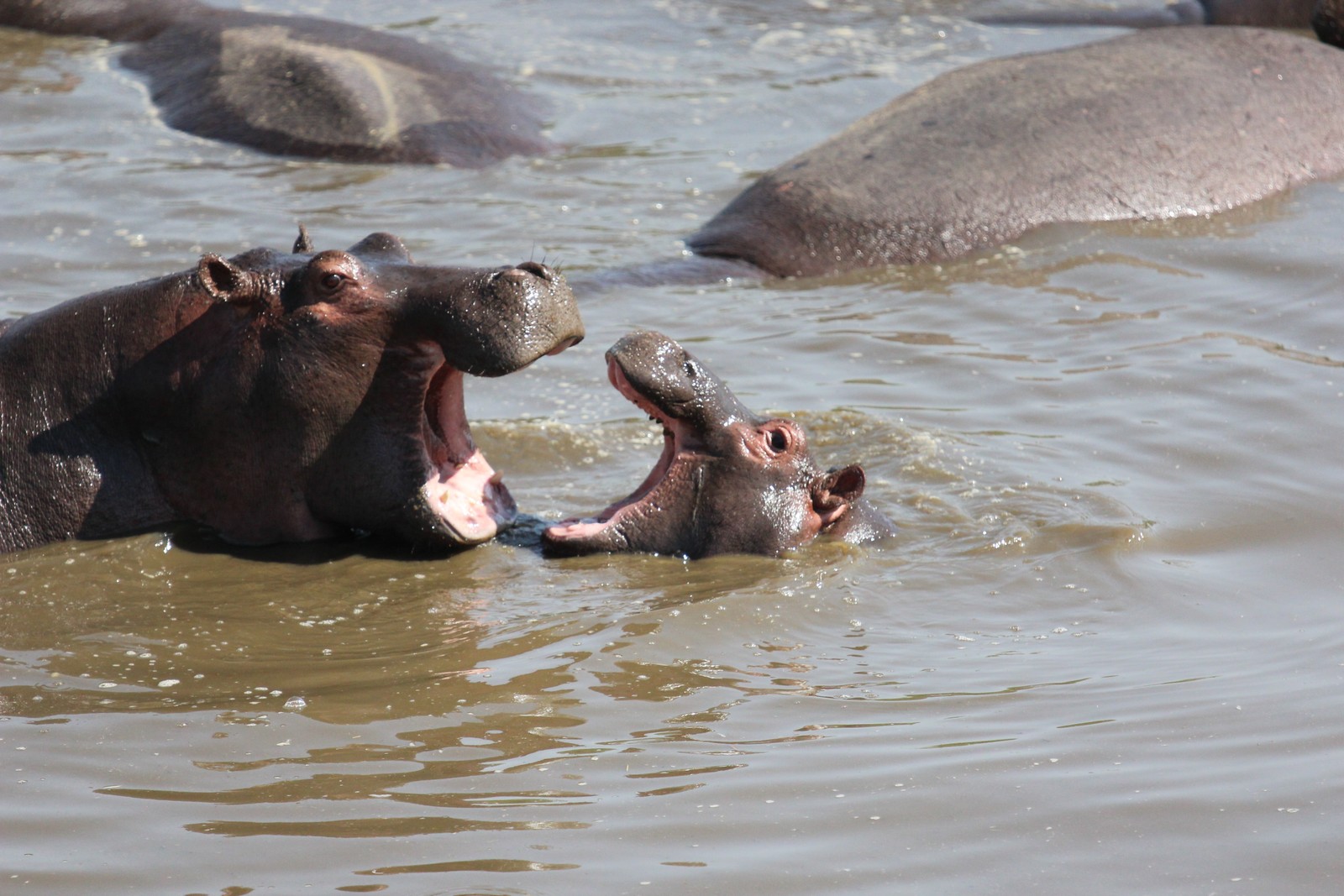 Há muitos hipopótamos na água com a boca aberta (parque nacional serengeti, parque, safari, parque nacional, áfrica do sul)