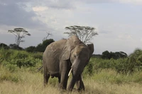 Elephant grazing in the grasslands of Amboseli National Park with Mount Kilimanjaro in the background.