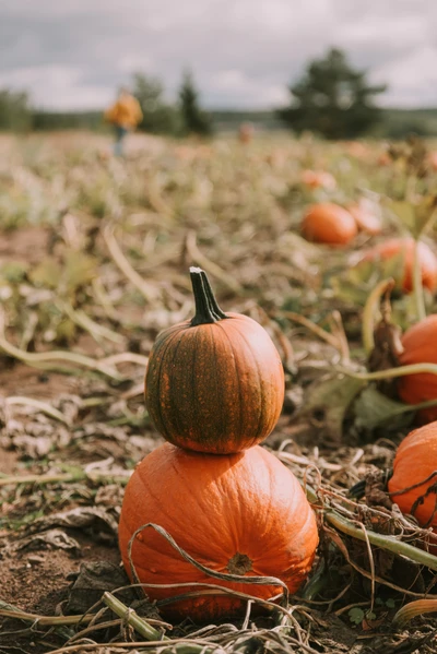 Des citrouilles empilées dans un champ ensoleillé, entourées de verdure luxuriante et de courges éparpillées.