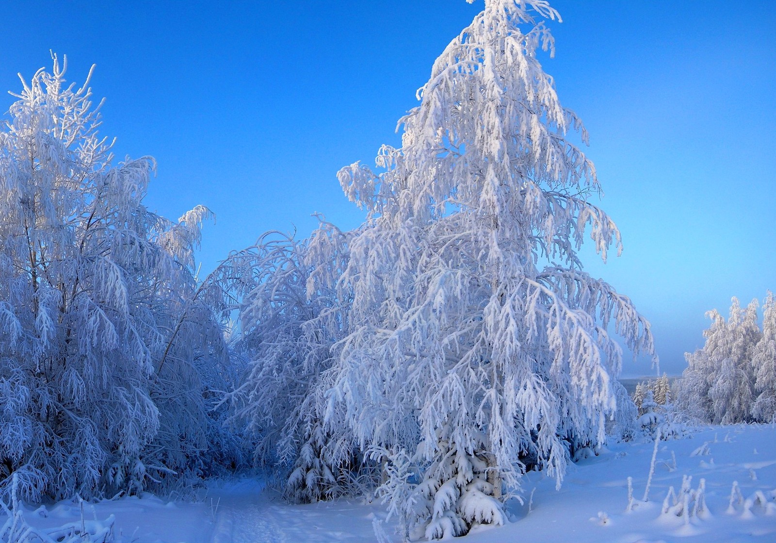 snow, winter, tree, freezing, frost wallpaper