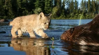 Любопытный котенок рыси подходит к бобру на краю воды