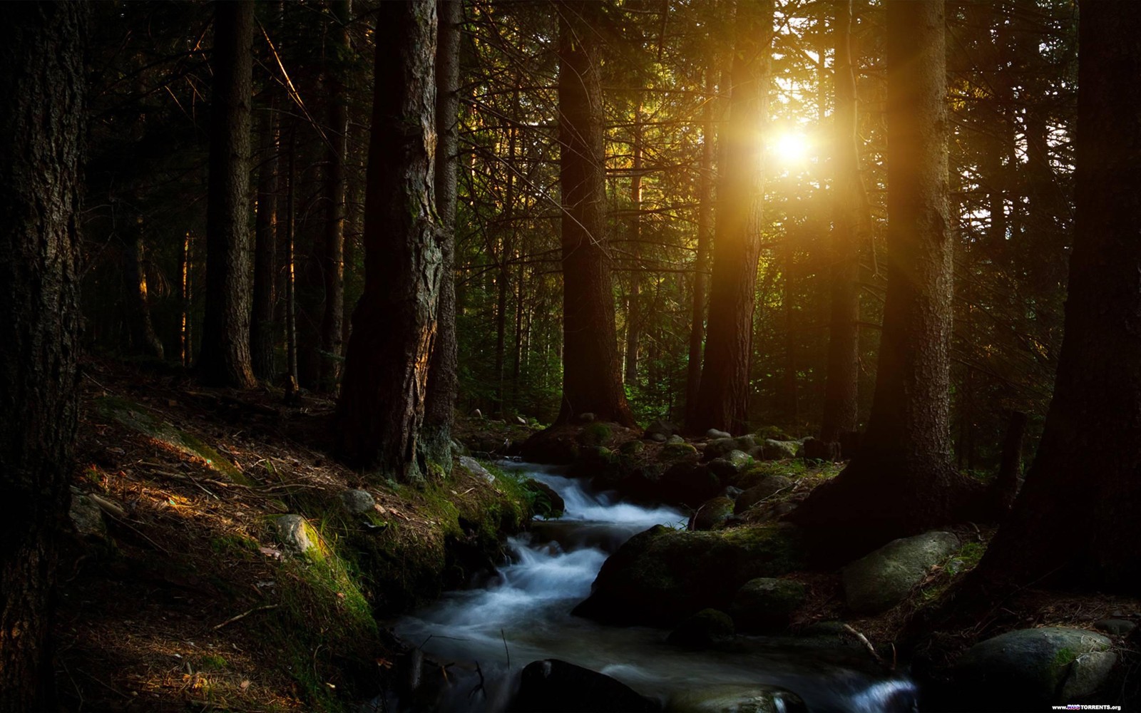 A close up of a stream running through a forest with rocks (forest, nature, tree, sunlight, light)