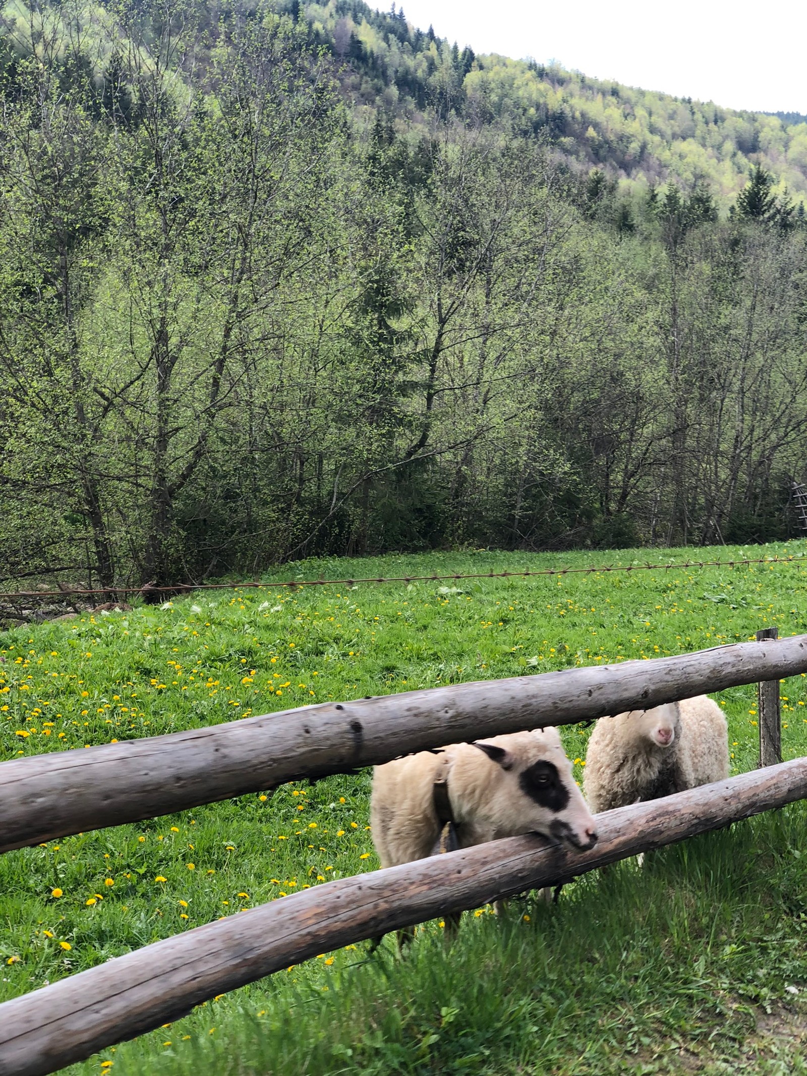 Há três ovelhas atrás de uma cerca de madeira em um campo (reserva natural, ovelhas, pastagem, animal terrestre, área rural)