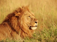 Majestic African Lion Portrait in Golden Grasslands