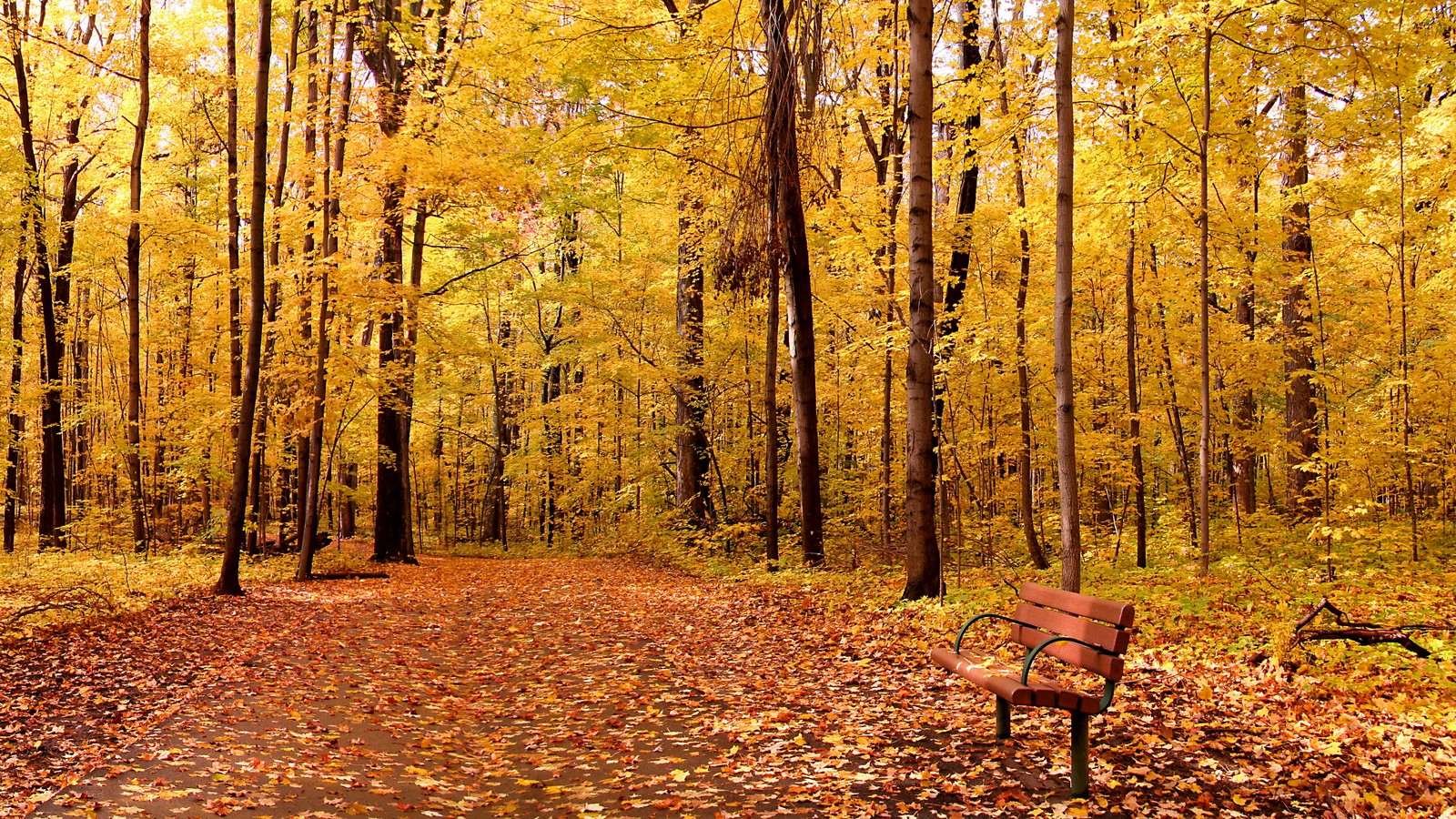 There is a bench that is sitting in the middle of a forest (autumn, panorama, nature, forest, deciduous)