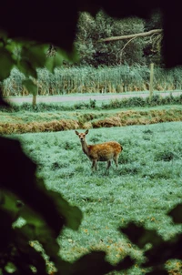 Cerfs broutant dans une réserve naturelle verdoyante