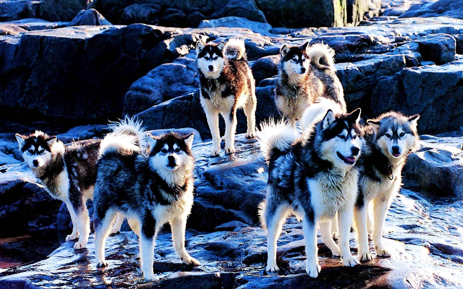 Vários cães em pé em uma praia rochosa com pedras ao fundo (cão esquimó canadense, cão esquimó americano, husky siberiano, filhote, raça de cachorro)