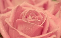 Delicate pink roses adorned with glistening droplets, showcasing their soft petals and intricate layers.