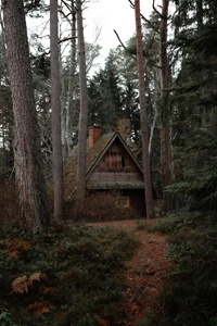 A cozy, moss-covered cabin nestled in a lush old-growth spruce and fir forest, surrounded by tall trees and rich undergrowth.