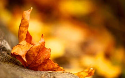 Hojas de otoño vibrantes en enfoque macro