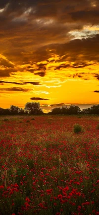 Lebendige rote Blumen unter einem goldenen Sonnenuntergang