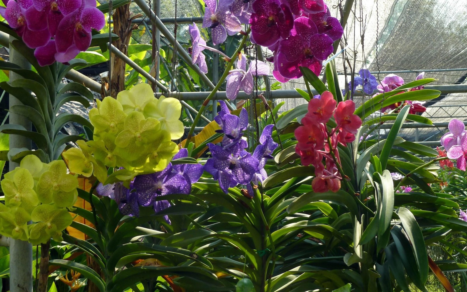 Há muitas flores de cores diferentes em uma estufa (orquídeas, planta com flores, planta, primavera, planta anual)