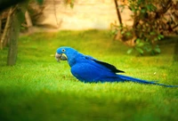 Macaw hyacinthe vibrant sur une herbe verte luxuriante