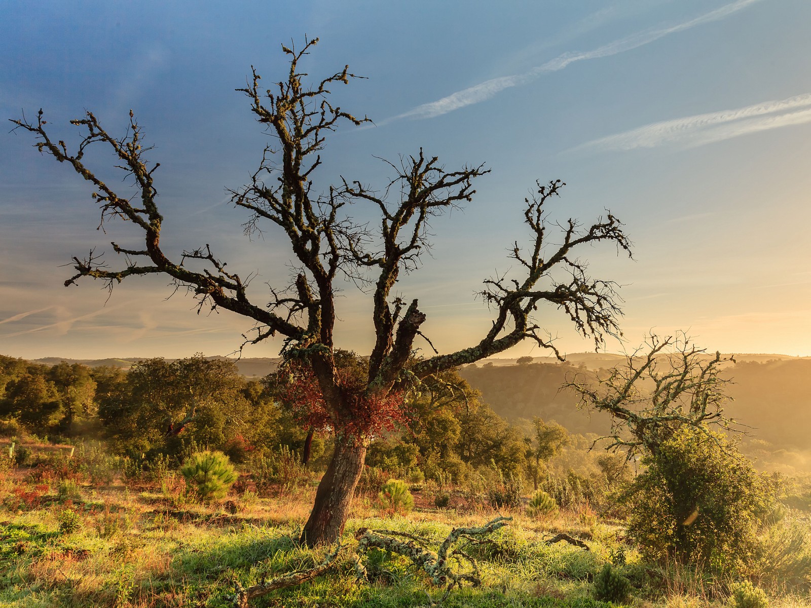 Descargar fondo de pantalla árbol, sabana, vegetación, planta leñosa, matorral