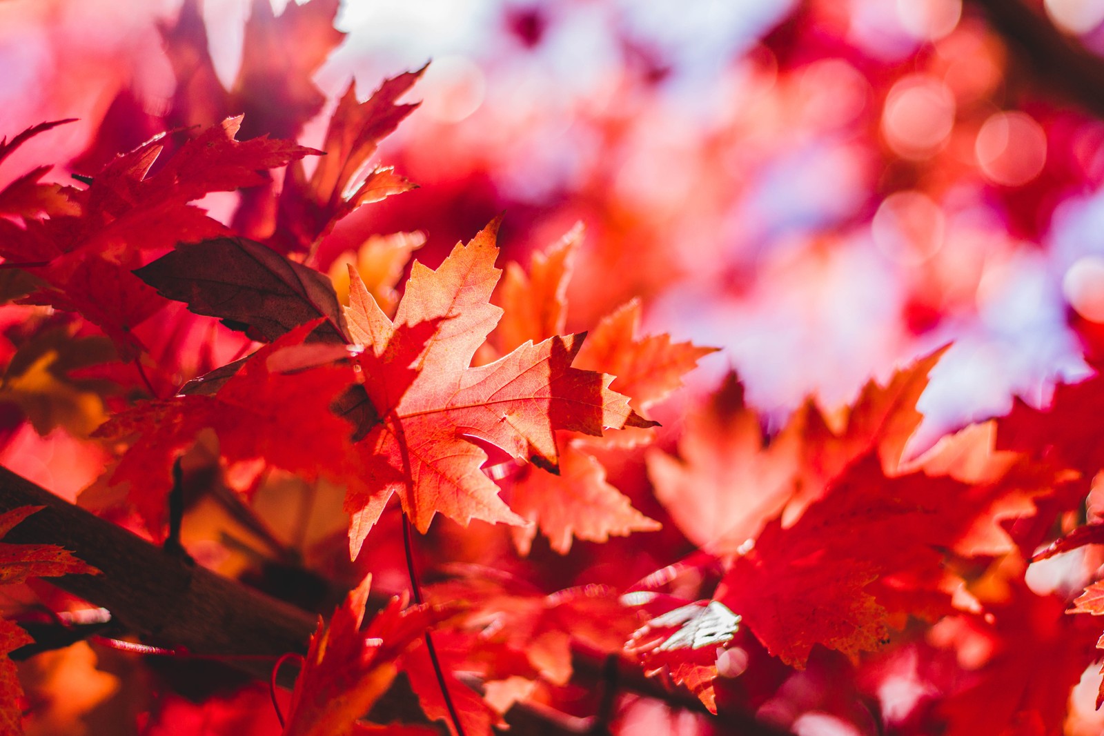 Lade red maple leaves, ästhetisch, herbst, nahaufnahme, 5k Hintergrund herunter