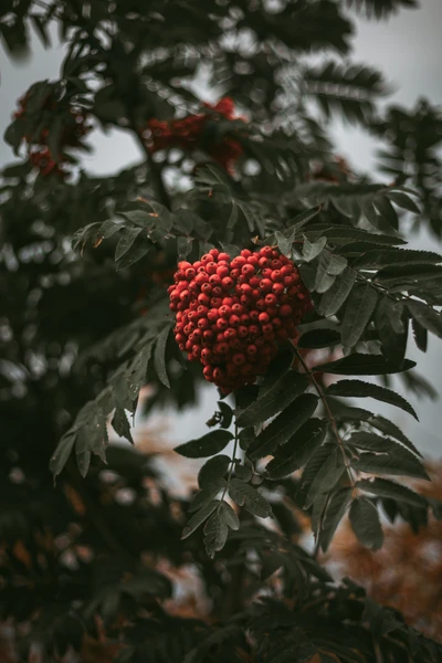 Vibrant clusters of red rowan berries against lush green leaves.