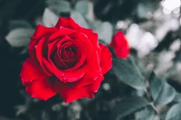 Rosa roja vibrante en flor entre la exuberante vegetación