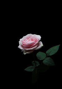 Elegant pink rose against a dark background, showcasing delicate petals and lush green leaves.