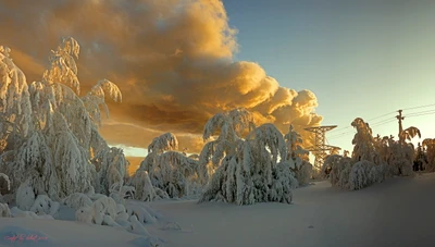 сезон, зима, природа, снег, замораживание