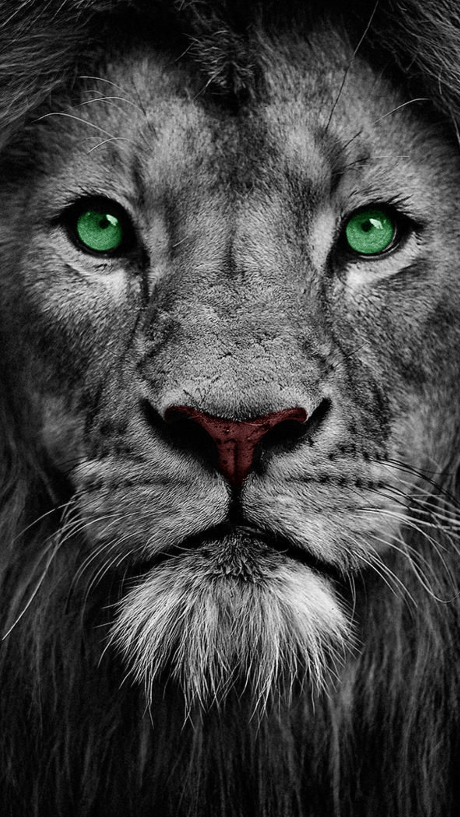 Un gros plan d'un lion avec des yeux verts et une crinière (animal, noir, visage, yeux verts, roi)