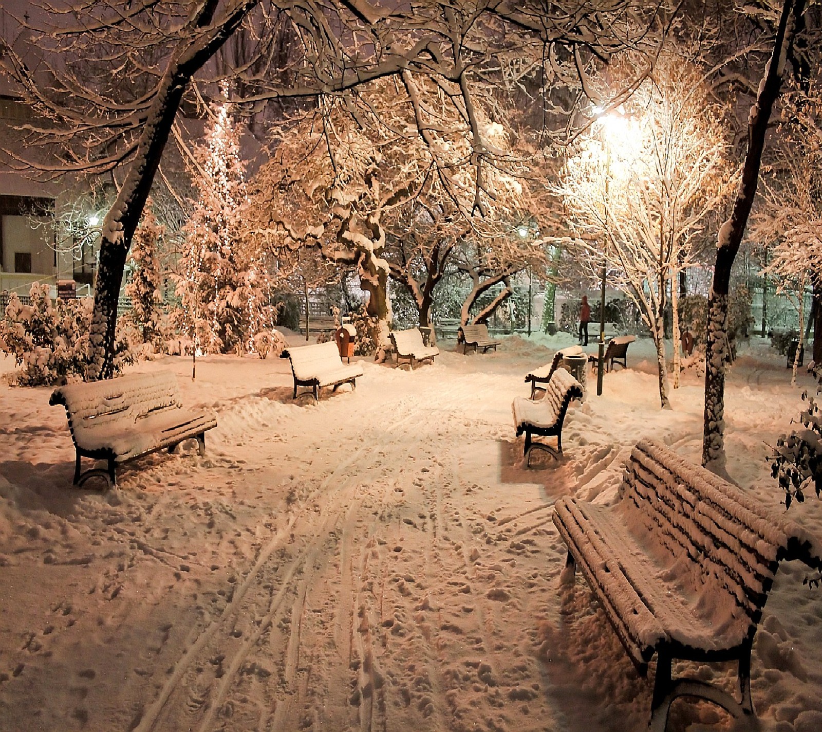 Un parc enneigé avec des bancs et des arbres au milieu de la nuit (nature)