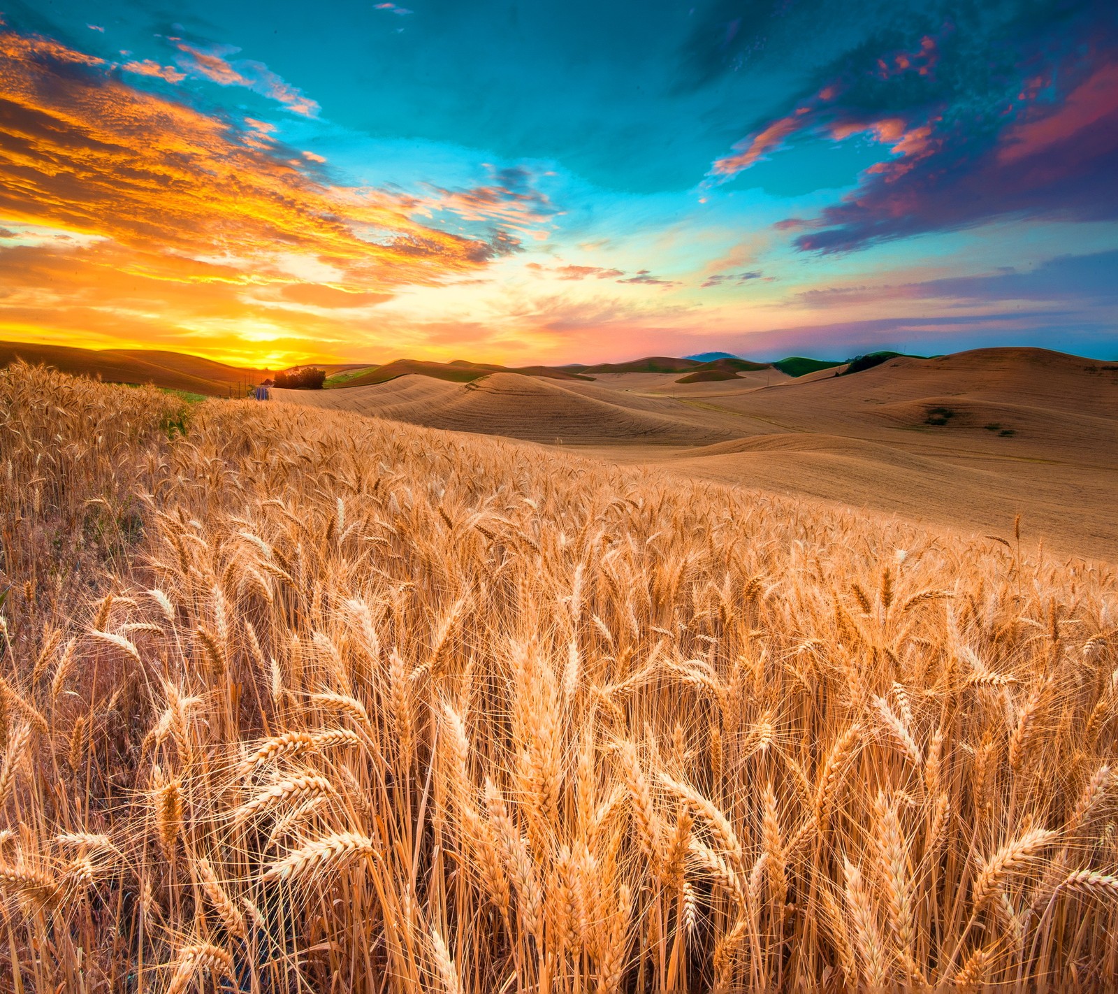 color sky, sunset nature, wheat field wallpaper