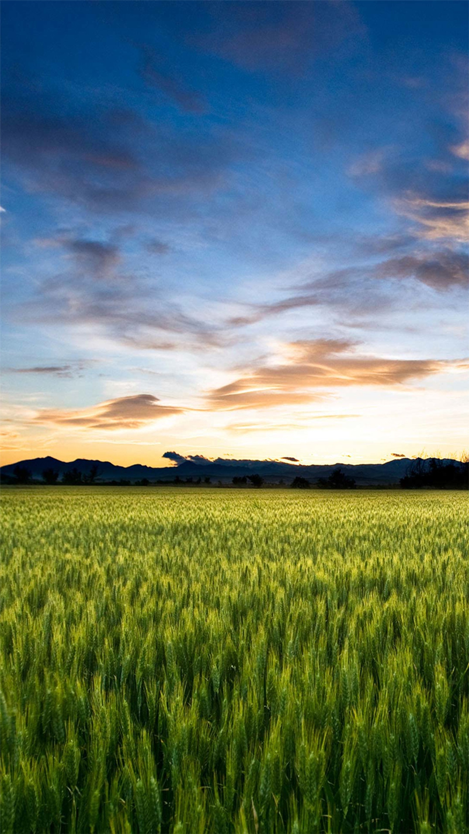 Arafed field of green grass with mountains in the distance (2013, sony, xperia z)