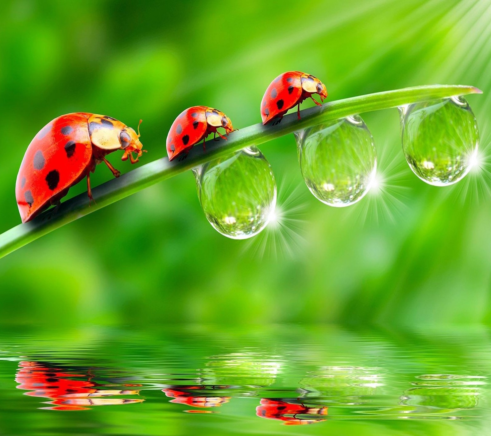 Coccinelles sur une brin d'herbe avec des gouttes d'eau (noir, bug, vert, rouge, eau)