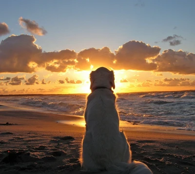 plage, chien, coucher de soleil, horloge