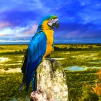 blue yellow amazon kakdua, brasil, macaw, parrot, river