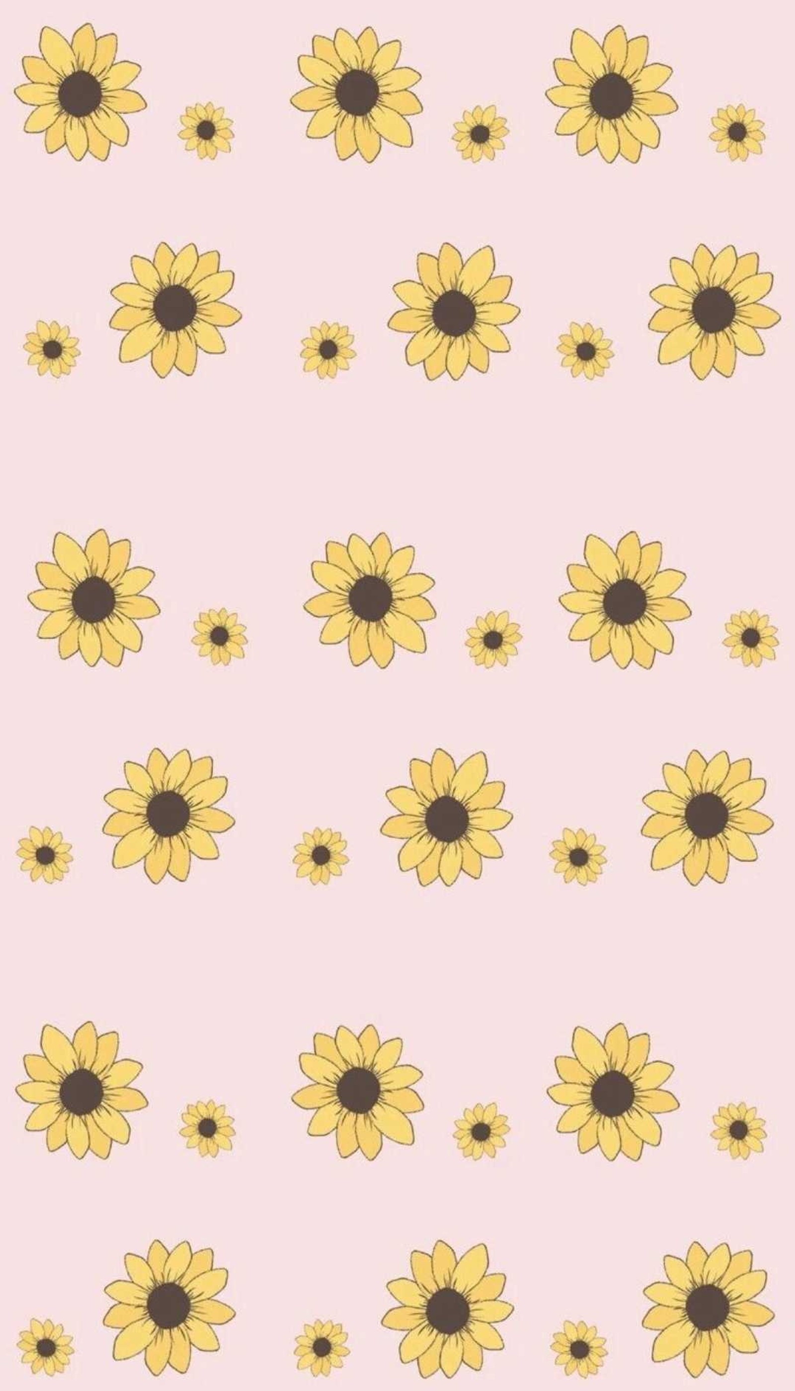 Un patrón de flores amarillas sobre un fondo rosa (pastel, girasol, fondo de pantalla, lindo)