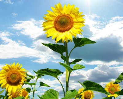 nature, sunflowers