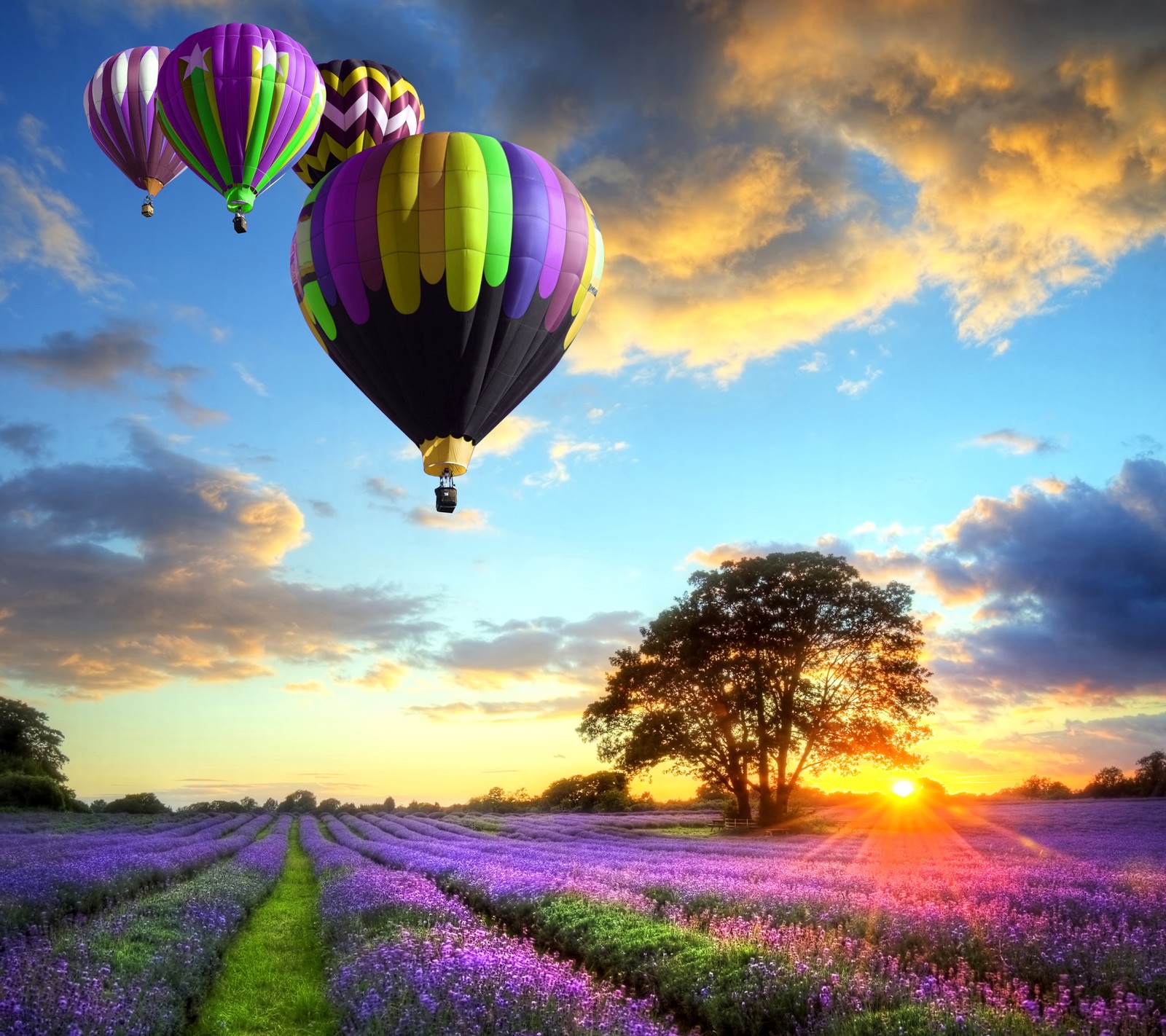 Lila blumen und heißluftballons, die über ein lavendelfeld fliegen (luftballons, feld, blumen, lavendel, sonnenuntergang)