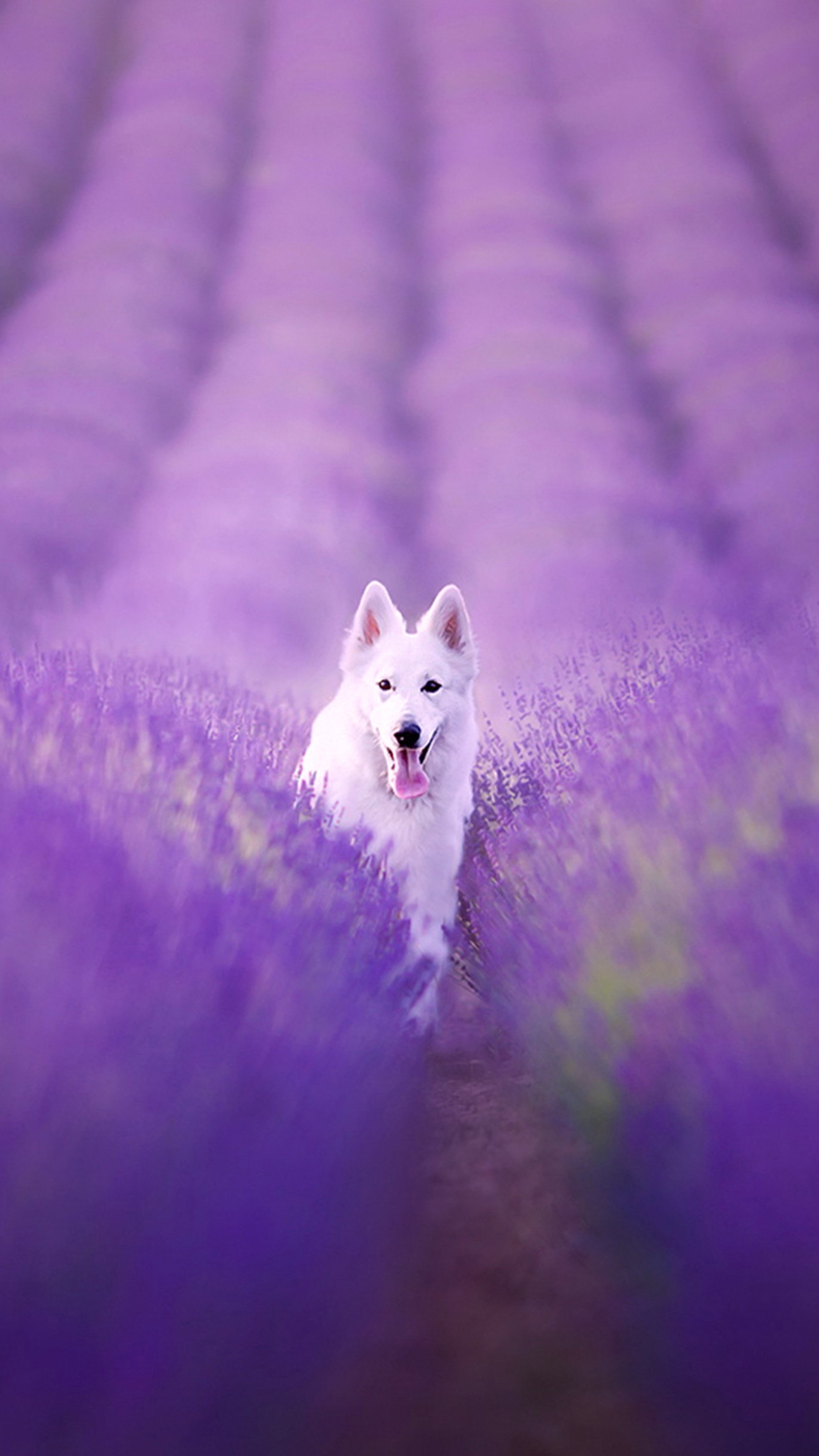 Un perro blanco que está de pie en un campo de lavanda (perro, campo, flores, púrpura)