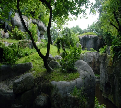 Floresta exuberante com afloramentos rochosos e folhagem verde