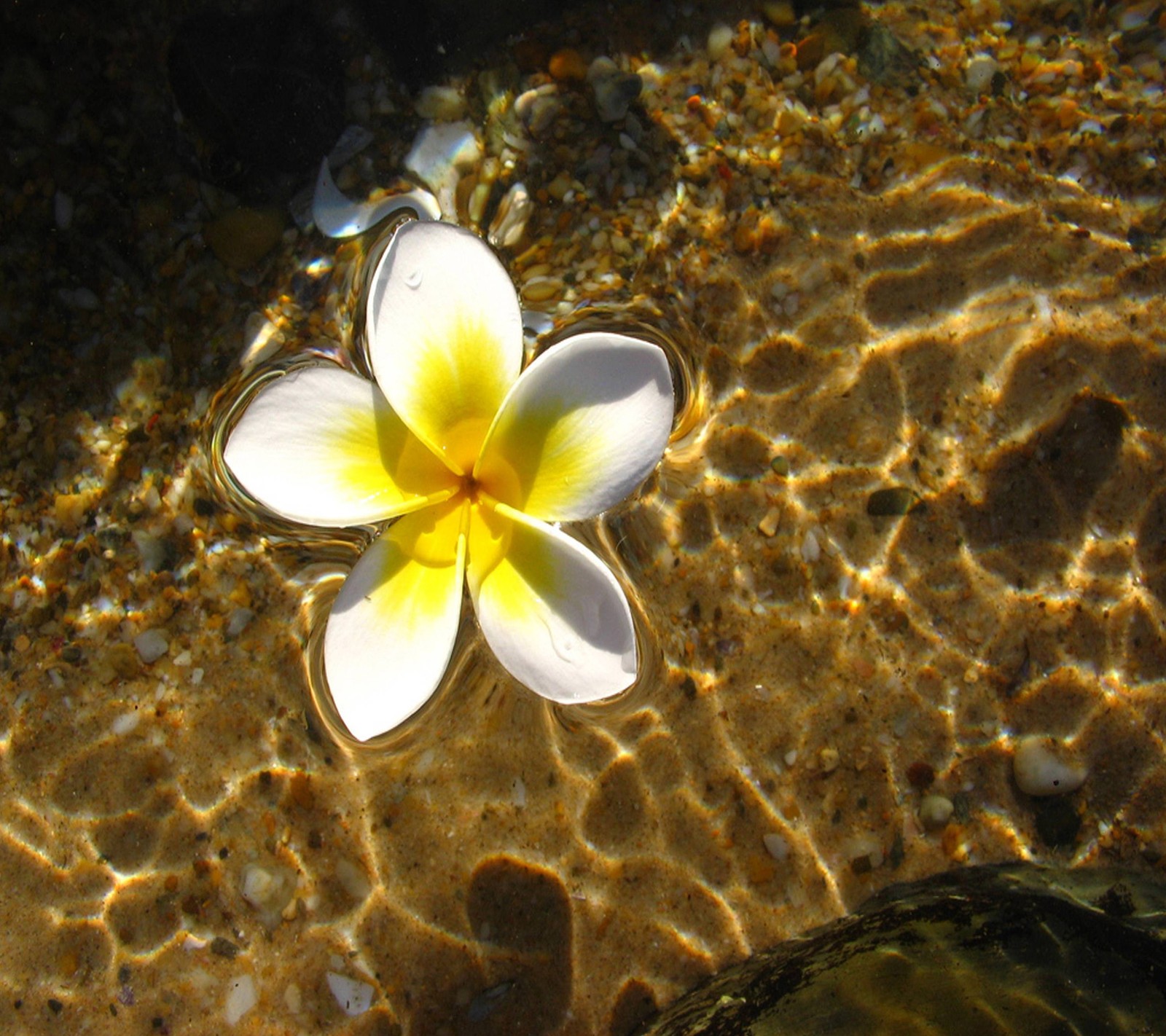 Una flor que flota en el agua (hermoso, flor)