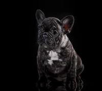 Adorable cachorro de bulldog francés en iluminación de estudio