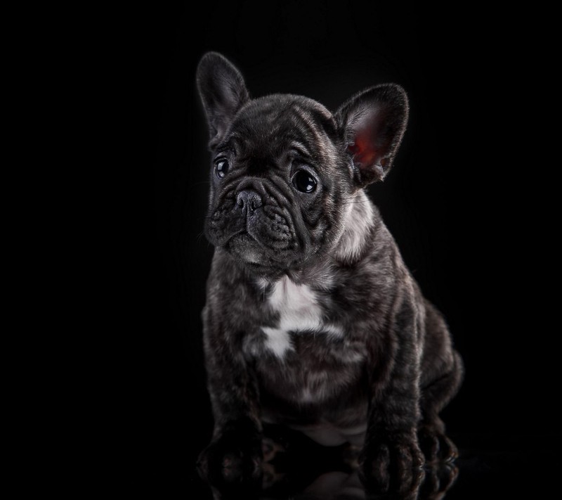 Жираф, сидящий на черной поверхности, смотрящий в камеру (abej, beograd, french bulldog puppy)